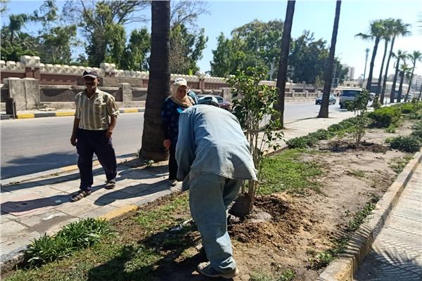  محافظ الإسكندرية: زراعة ٢٥٠٠ شجرة بأحياء الثغر في 3 أسابيع