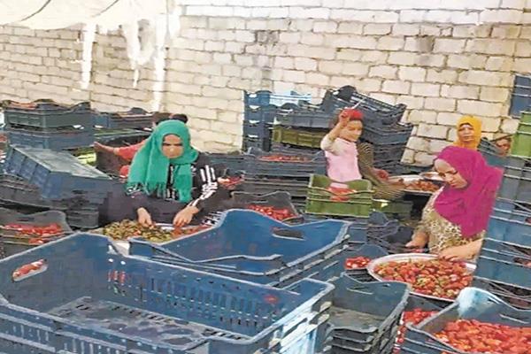العاملات داخل إحدى محطات فرز محصول الفراولة