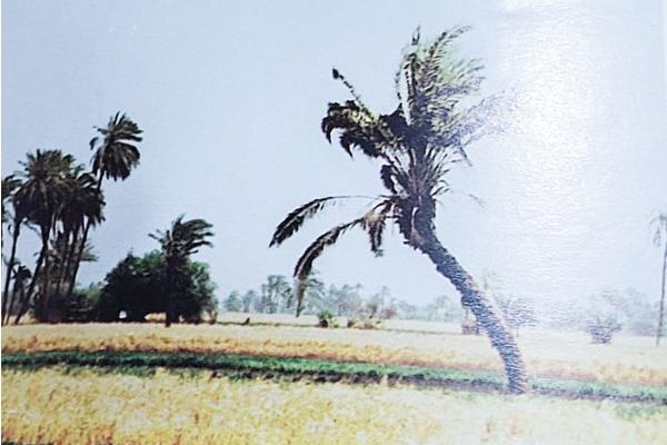حكاية أشجار ونخيل تسكنها