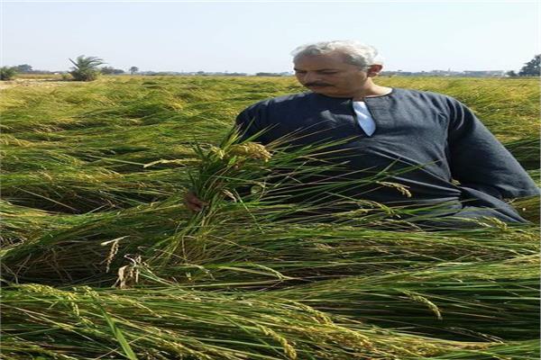  نقيب عام الفلاحين