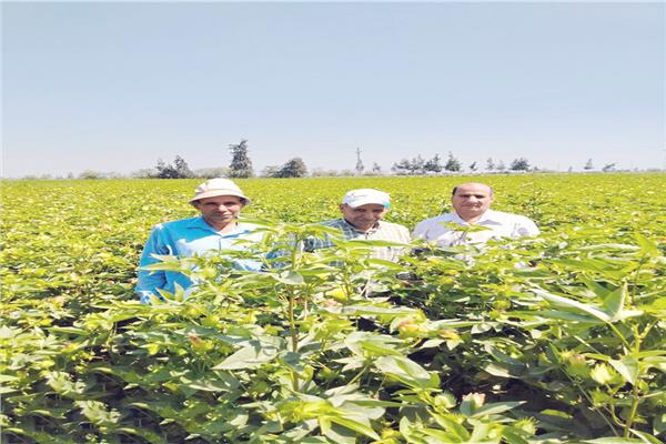 زراعة 46 ألف فدان بالقطن