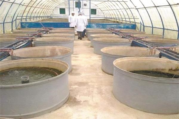 المزارع السمكية.. إجراءات ضرورية ..التغذية بالمواد المضادة للإجهاد.. ومتابعة الكثافات العالية