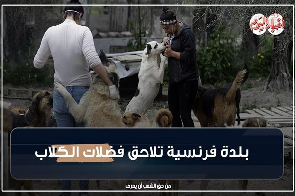  مخلفات الكلاب