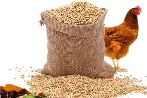 صورة موضوعية