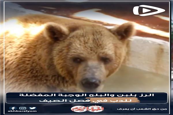 الدب