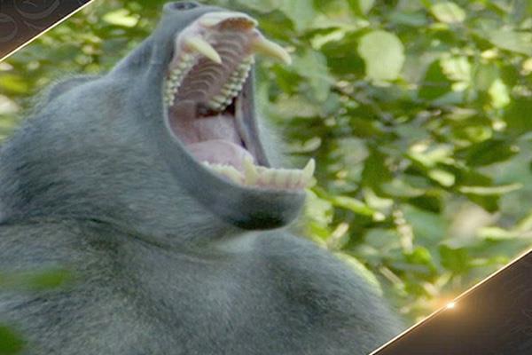 لقطة من الفيلم الوثائقى  «ممالك القردة»