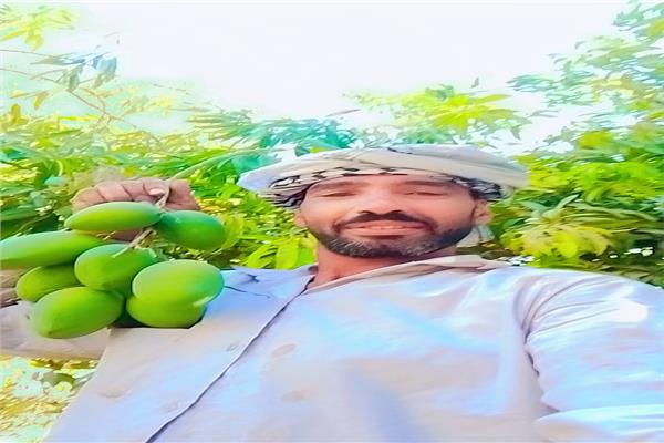 موسم حصاد المانجا