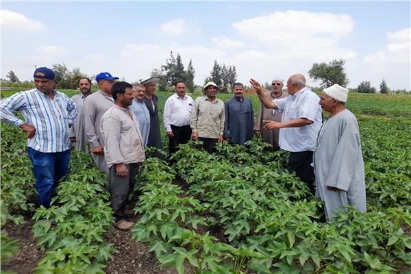 حقول القطن