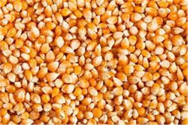 توريد نحو 60 ألف طن من  الذرة الصفراء