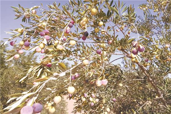 بشائر أشجار الزيتون