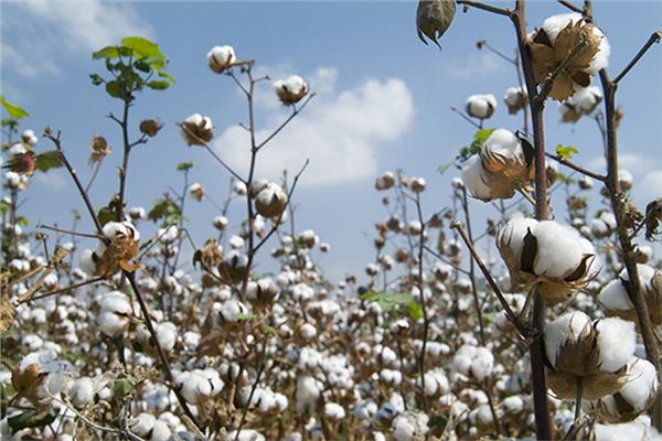 القطن