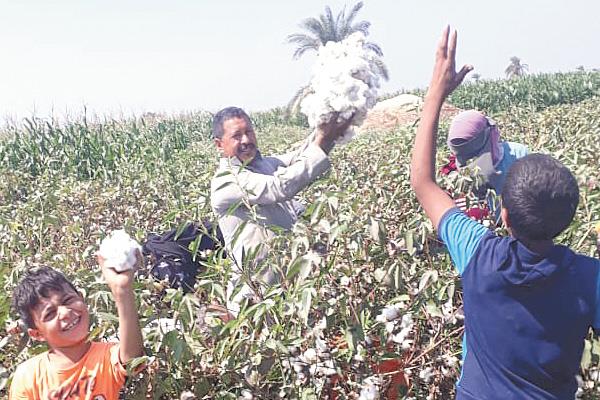  بداية جنى محصول القطن