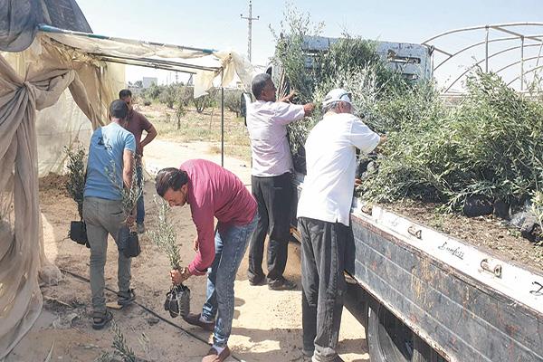 توزيع شتلات الزيتون على مزارعى العريش