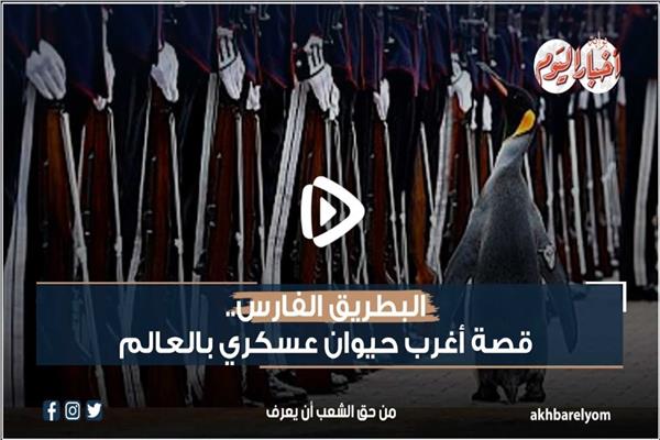 البطريق الفارس