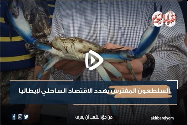 السلطعون المفترس