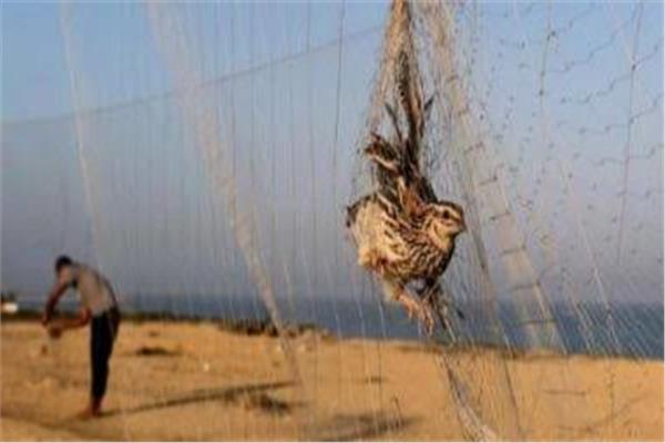 موسم صيد الطيور المهاجرة