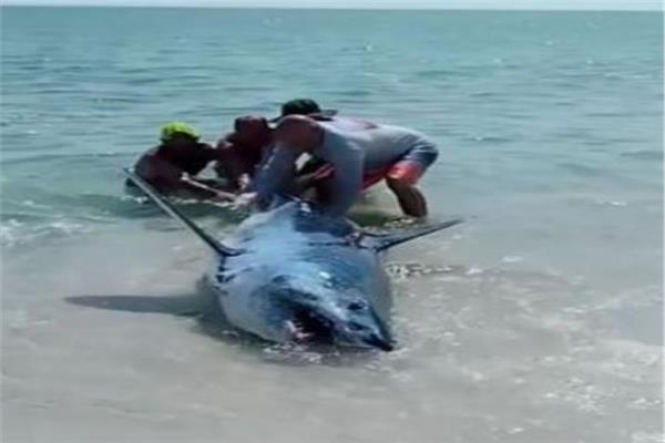 سمكة قرش جرفتها المياه على الشاطئ