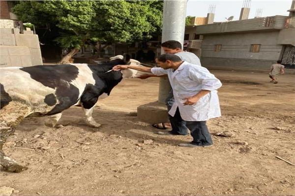 قوافل بيطرية