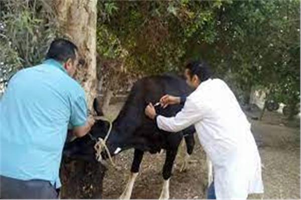 تحصين الماشية - صوره موضوعية