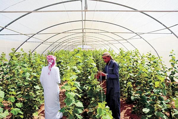 القوات المسلحة قاطرة التنمية فى مصر
