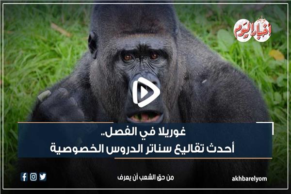 غوريلا في الفصل
