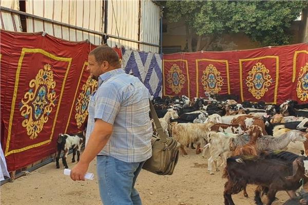 بتسليم 160 رأس أغنام لـ 40 مواطناً بقرية الروبي
