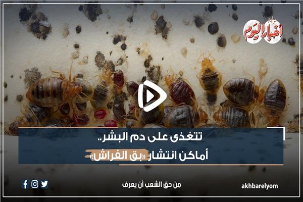 بق الفراش