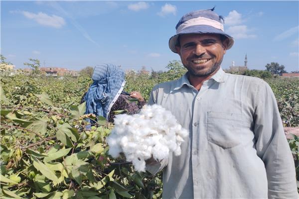 الفرحة والبهجة بين مزارعي القطن