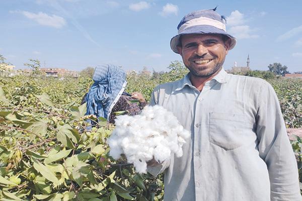 فرحة أحد المزارعين بعد بيع محصول القطن
