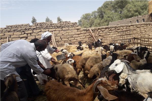 جانب من الحملات البيطرية