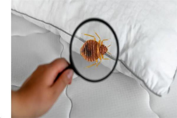 بق الفراش