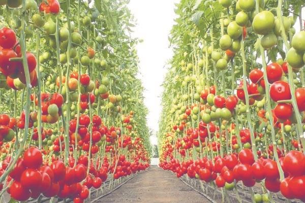 طماطم وخس فى الفضاء