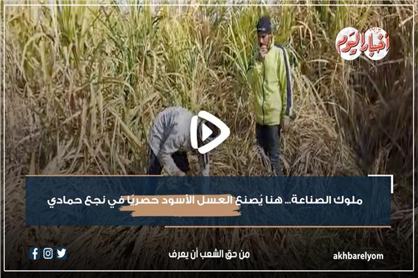 هنا يُصنع العسل الأسود حصريًا في نجع حمادي 