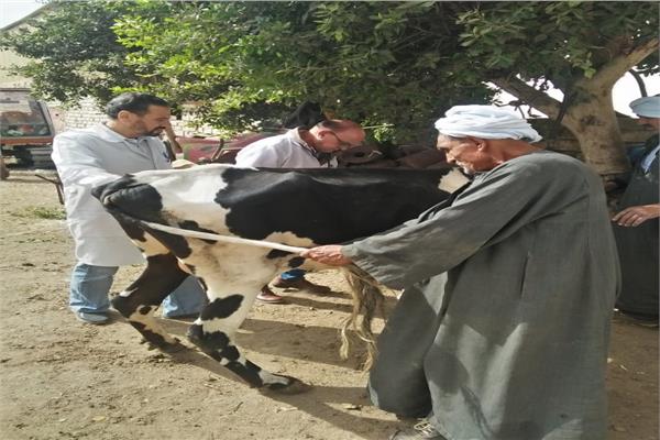جانب من الحملات البيطرية