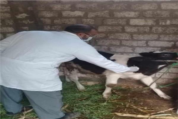 جانب من الحملات البيطرية