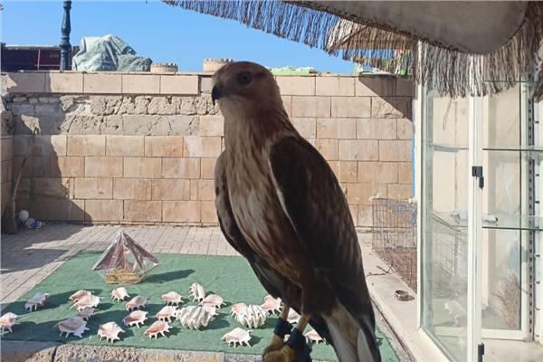 جهاز شئون البيئة بالإسكندرية  الطيور المهددة بالانقراض