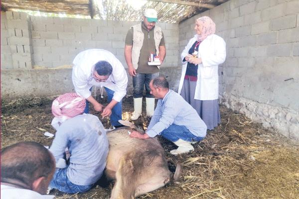 تنظيم قوافل بيطرية لتنمية الثروة الحيوانية