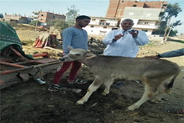 القوافل البيطرية