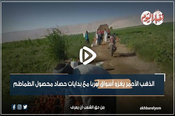 الذهب الاحمر يغزو اسواق اوربا مع بدايات حصاد محصول الطماطم