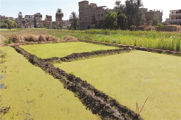 صورة موضوعية