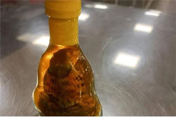  ثعبان كوبرا