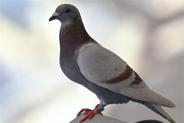 الهند تطلق حمامة كانت في الأسر