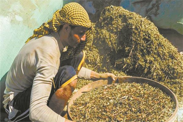 حصاد الملوخية في قرية جردو بالفيوم