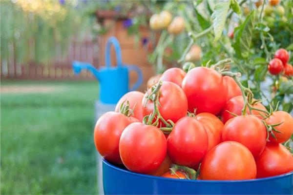 طريقة زراعة الطماطم بحديقة منزلك
