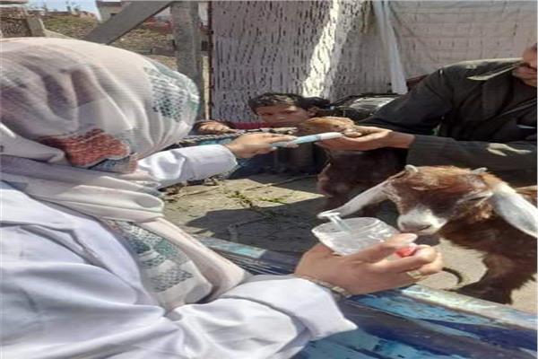 قافلة  بيطرية لعلاج الثروة الحيوانية
