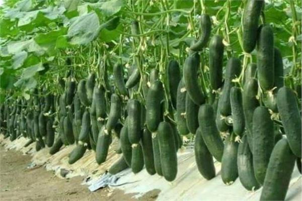 الخيار