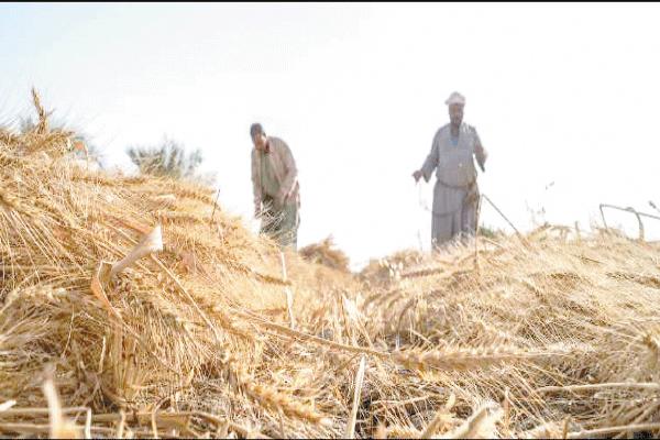 حصاد الذهب الأصفر على الأبواب