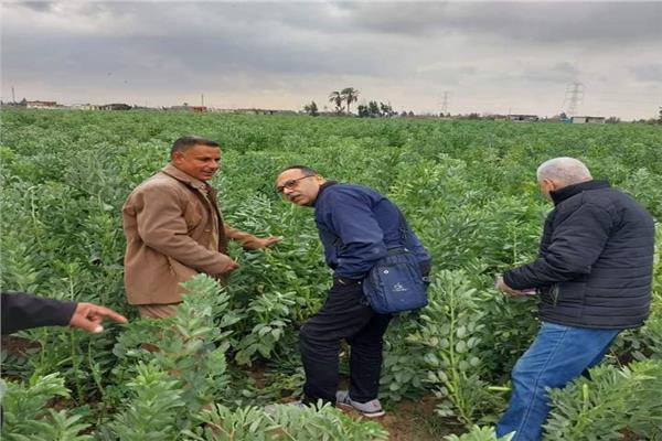 قوافل إرشادية لمزارعي محصول الفول البلدى بالنوبارية