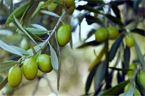 أوراق الزيتون