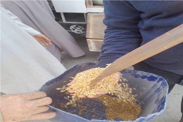 توريد القمح